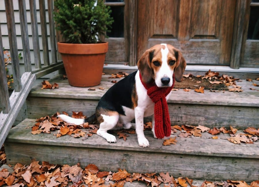 A beagle in a red knit scarf on a front porch, photographed on a phone